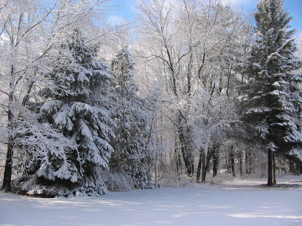 Free Image of Snowy Scenes 
