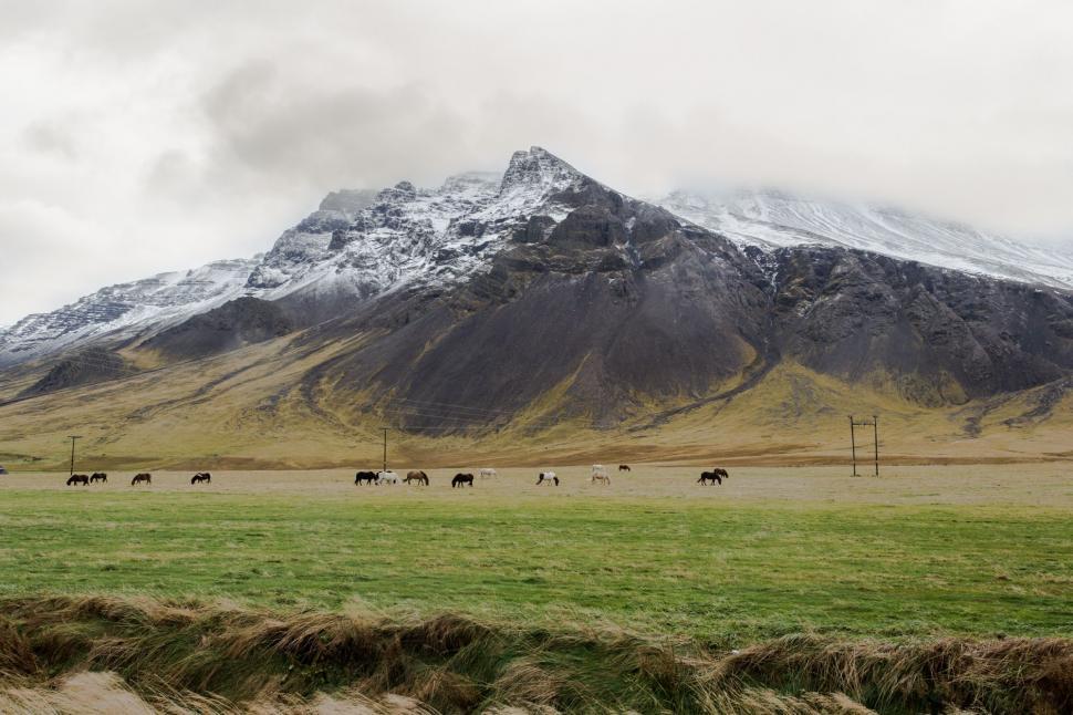 Free Image of A Herd of Animals Grazing on a Lush Green Field 