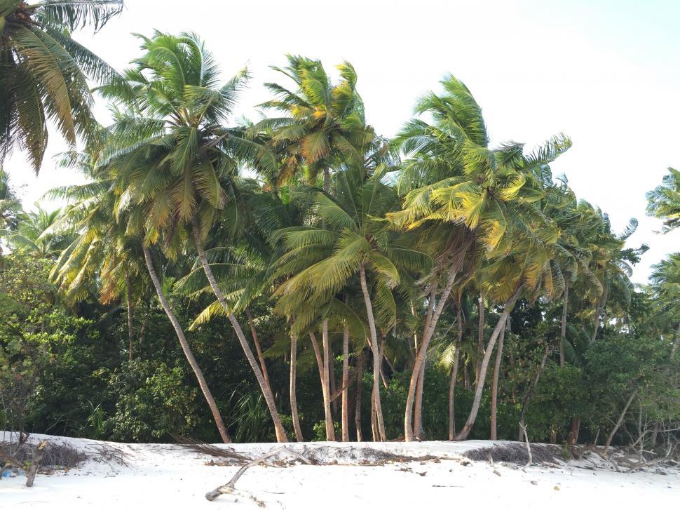 Free Image of Boat on Water at Beach With Palm Trees 