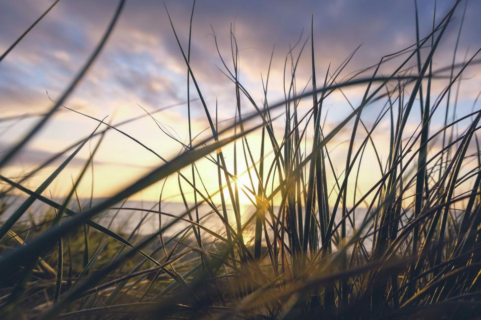 Free Image of Sun Setting Behind Tall Grass 