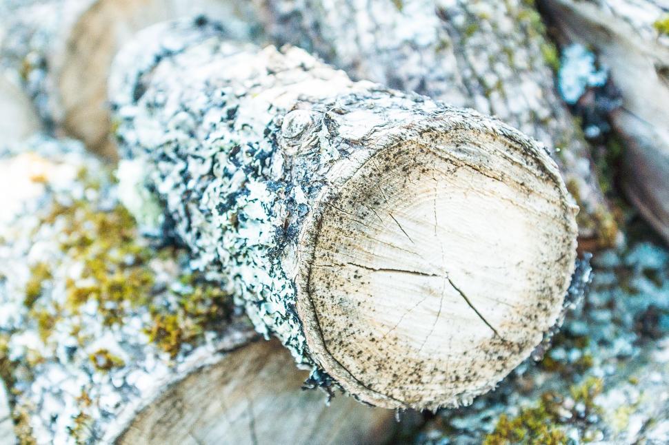 Free Image of Close Up of Tree Trunk Covered in Moss 