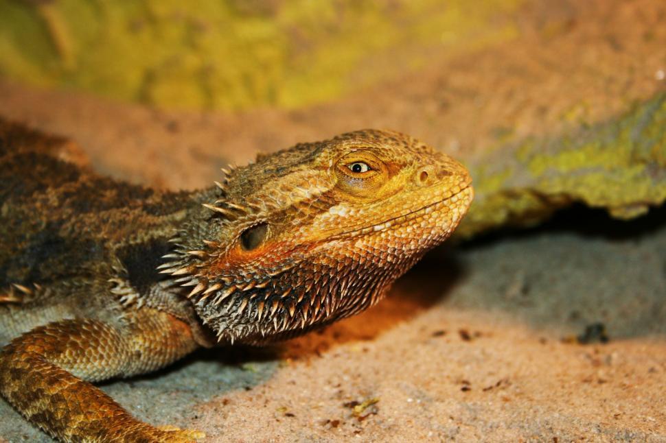 Free Image of Close Up of a Lizard on the Ground 