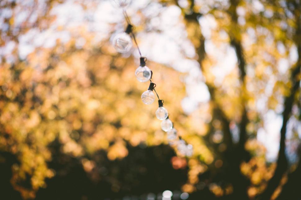 Free Image of String of Lights Hanging From Tree 