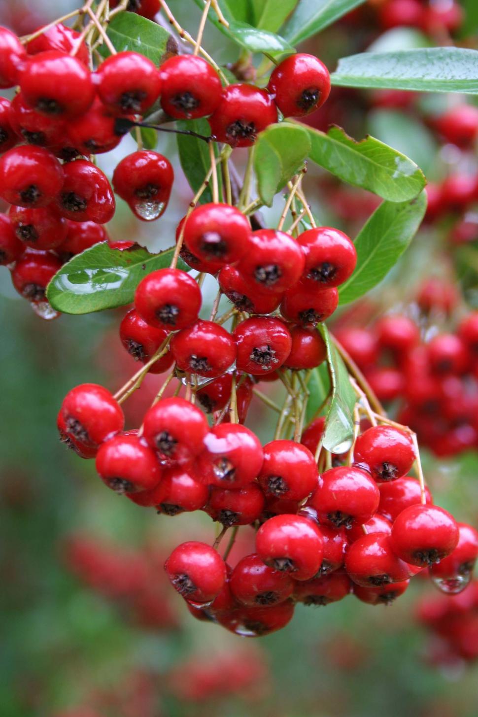 Free Image of Cluster of Red Berries Hanging From a Tree 