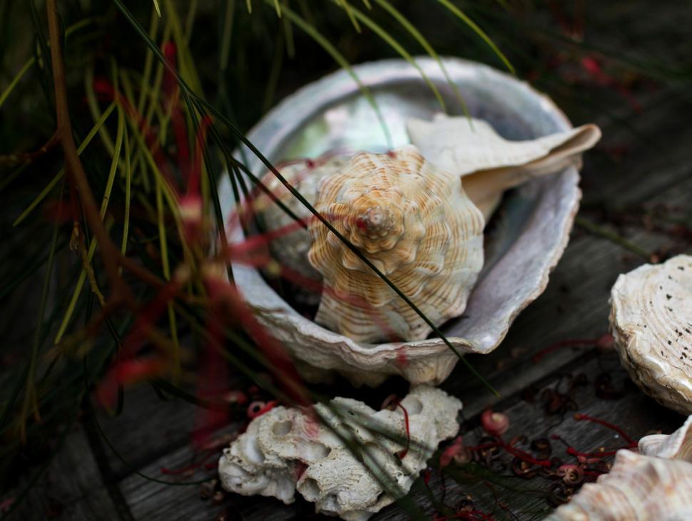 Free Image of Seashell Resting on Wooden Table 