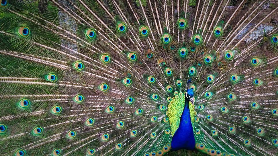 Free Image of Majestic Peacock Displaying Its Feathers 
