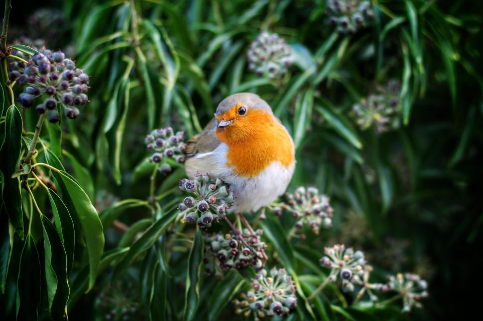 Free Image of Small Bird Perched on Tree Branch 