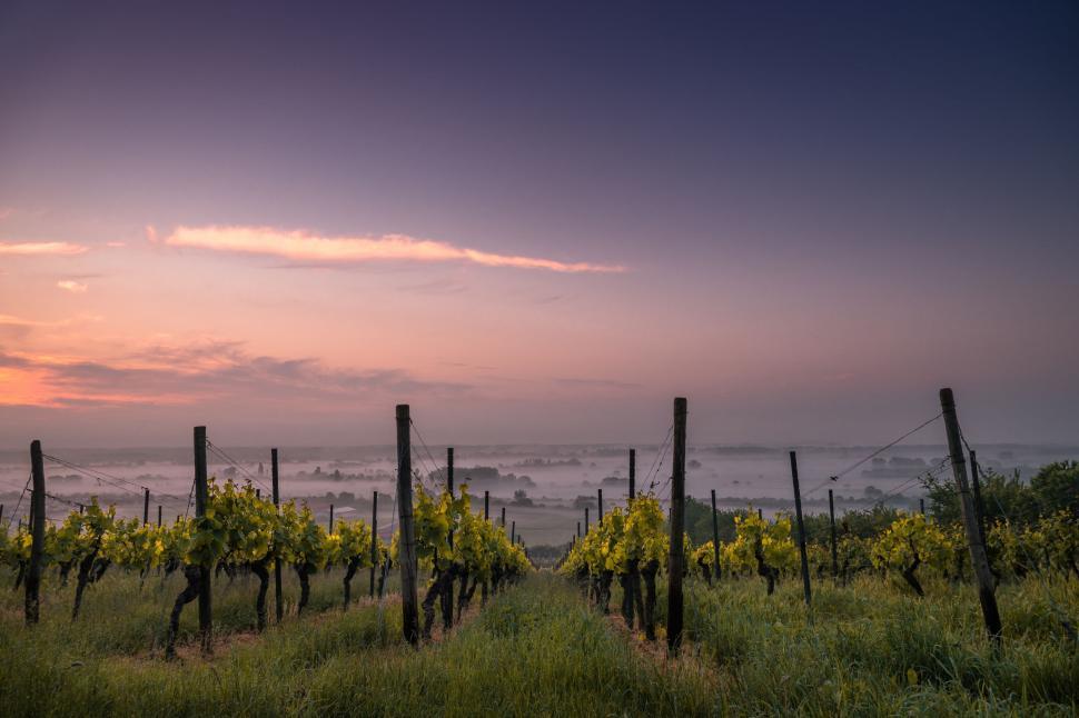 Free Image of Cluster of Vines Growing in Grass 