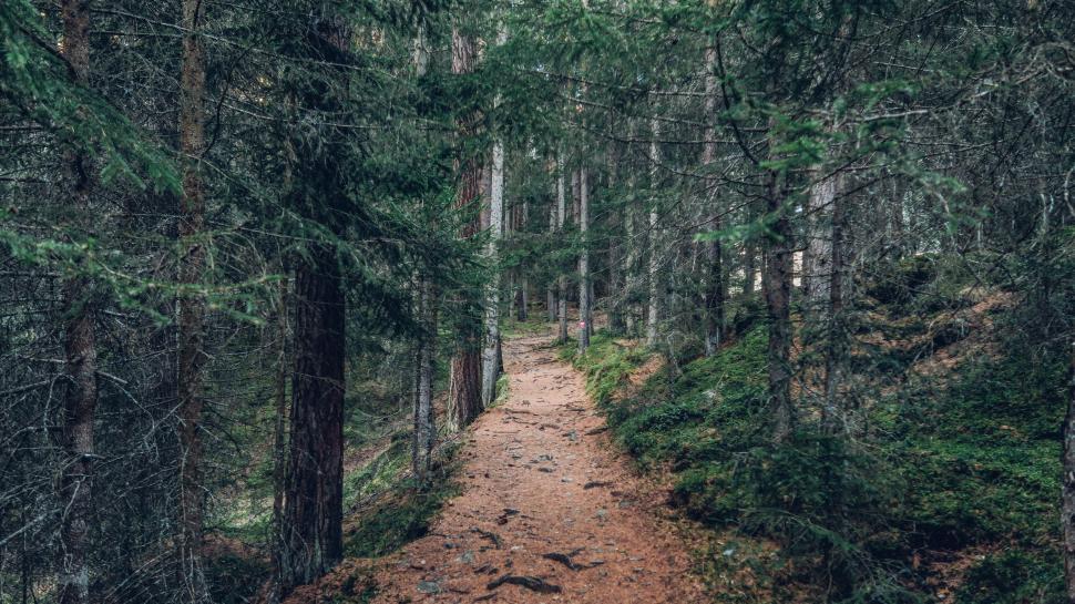Free Image of Dirt Path Cutting Through Forest 