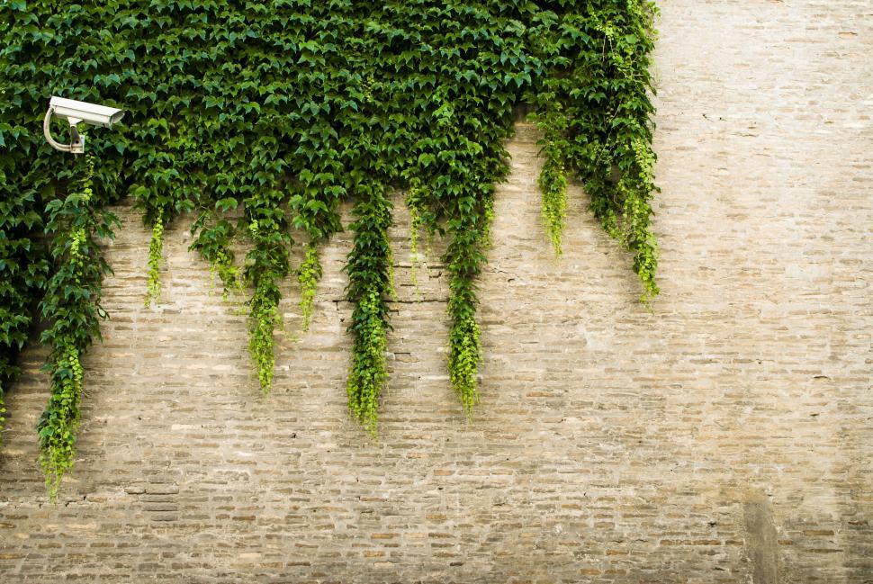 Free Image of Camera Attached to Vine-covered Wall 