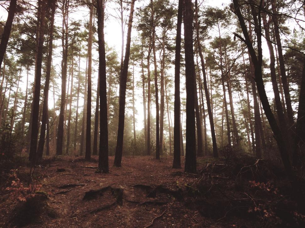 Free Image of Dense Forest With Towering Trees 
