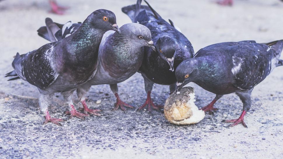 Free Image of Group of Birds Standing on Sandy Beach 
