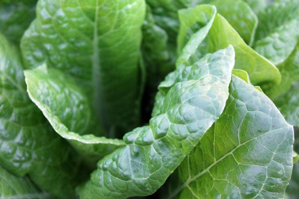 Free Image of Close Up of a Green Leafy Plant 