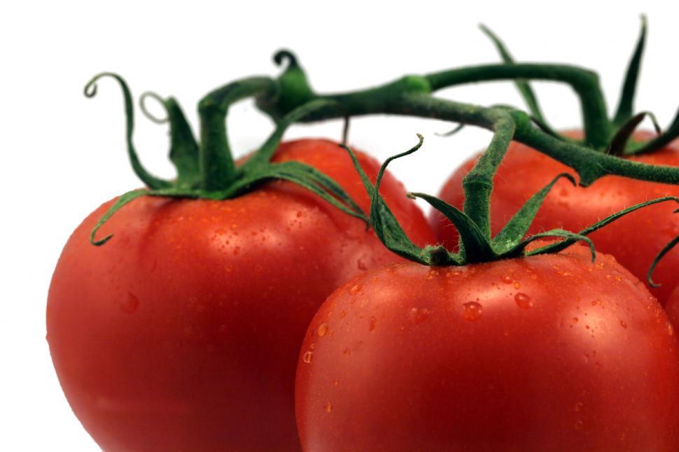 Free Image of Tomatoes 