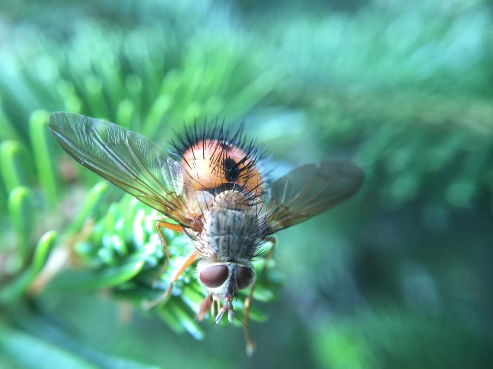 Free Image of Bee Pollinating Plant Close Up 