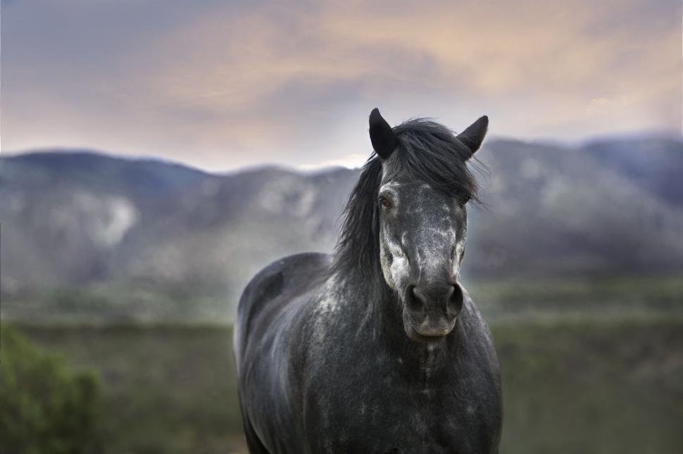Free Image of Majestic Black Horse Standing on Lush Green Field 