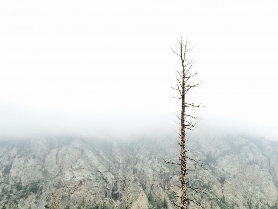 Free Image of Lone Tree Standing in Snowy Mountain Landscape 