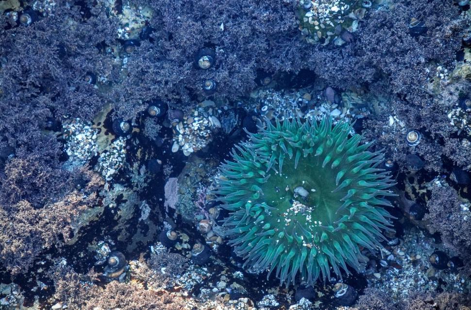 Free Image of Green Sea Anemone on Rocky Beach 