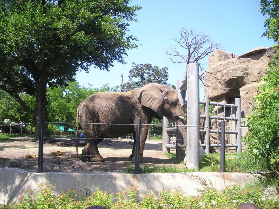 Free Image of Elephant 