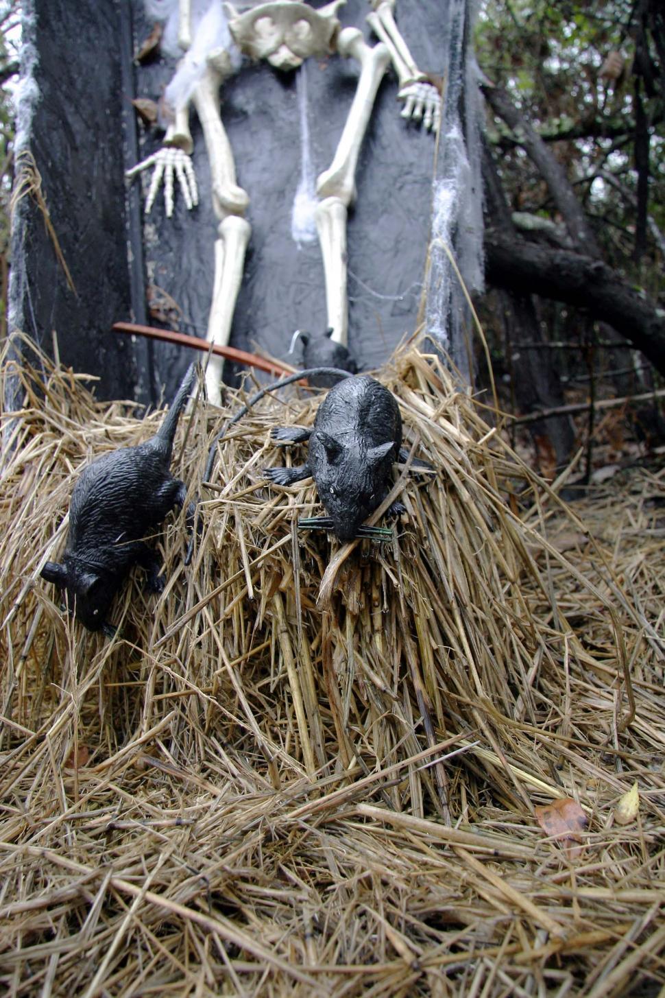 Free Image of Skeletons Sitting on a Pile of Hay 