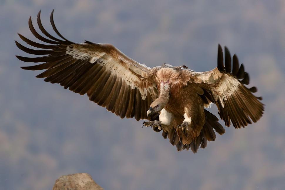 Free Image of Majestic Bird Soaring With Wings Spread 