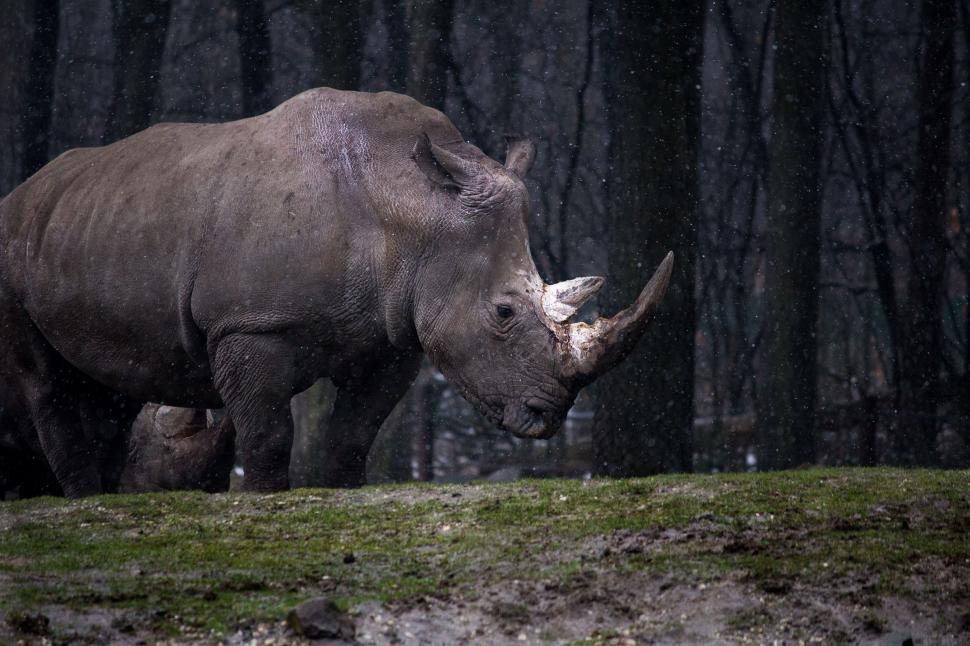 Free Image of Rhino Standing on Top of Lush Green Field 