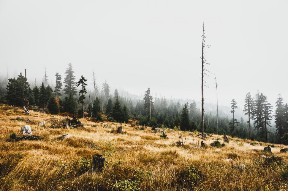 Free Image of Grassy Field With Trees in Background 