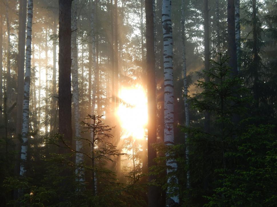 Free Image of Sun Shining Through Trees in Forest 