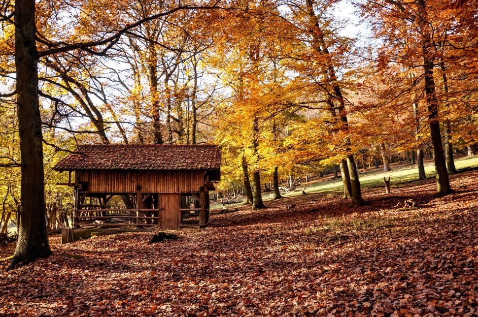 Free Image of Small Wooden Structure in Forest 