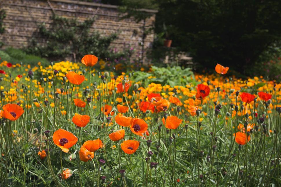 Free Image of Vibrant Field of Orange and Yellow Flowers 