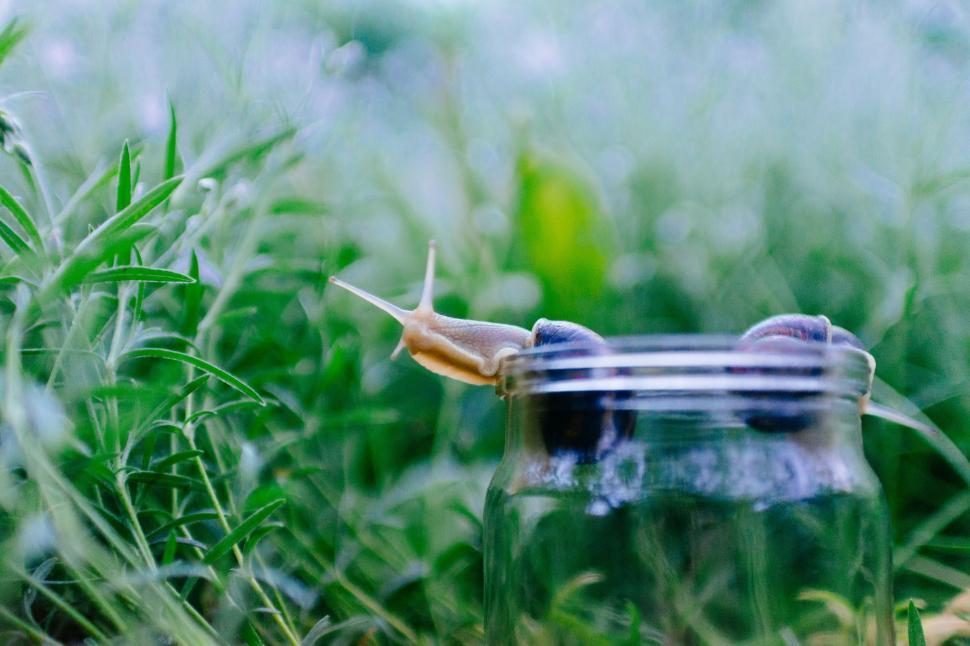Free Image of Snail on Metal Object in Grass 