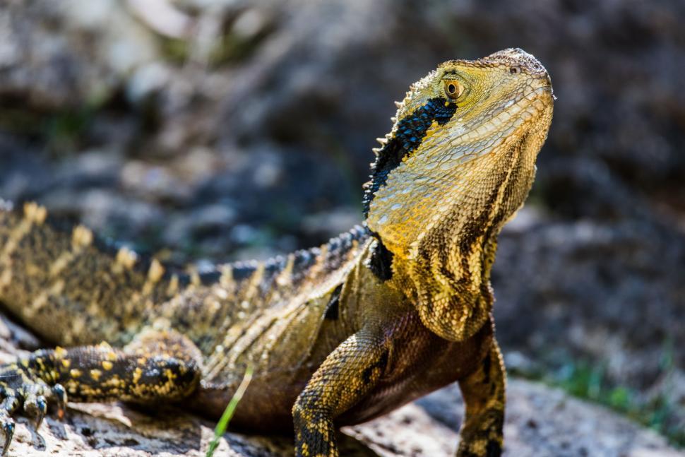 Free Image of Lizard Basking on Rock 