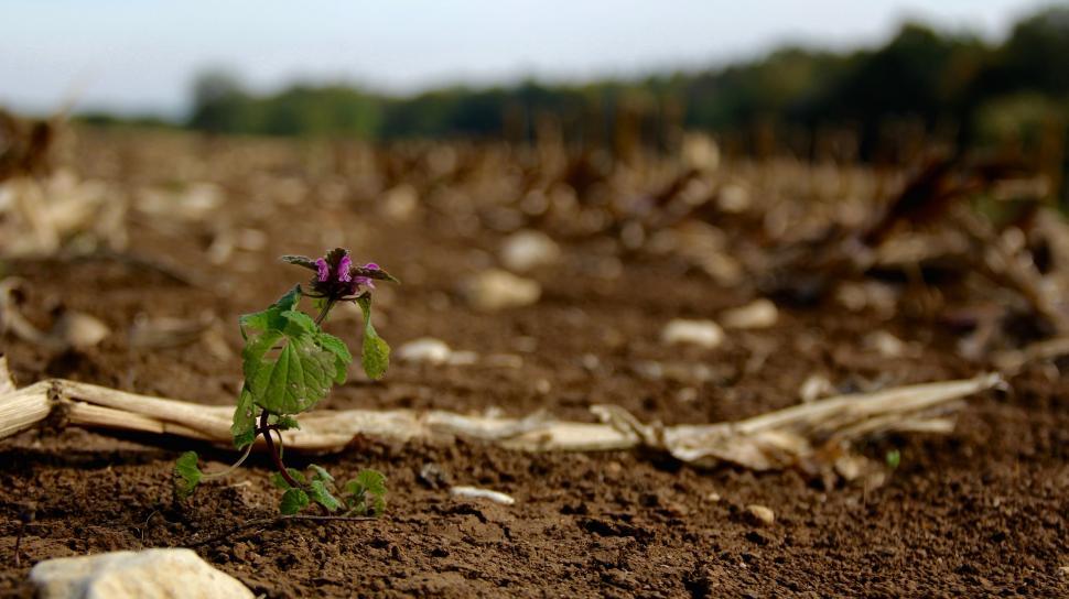 Free Image of Small Plant Sprouting Out of Ground 