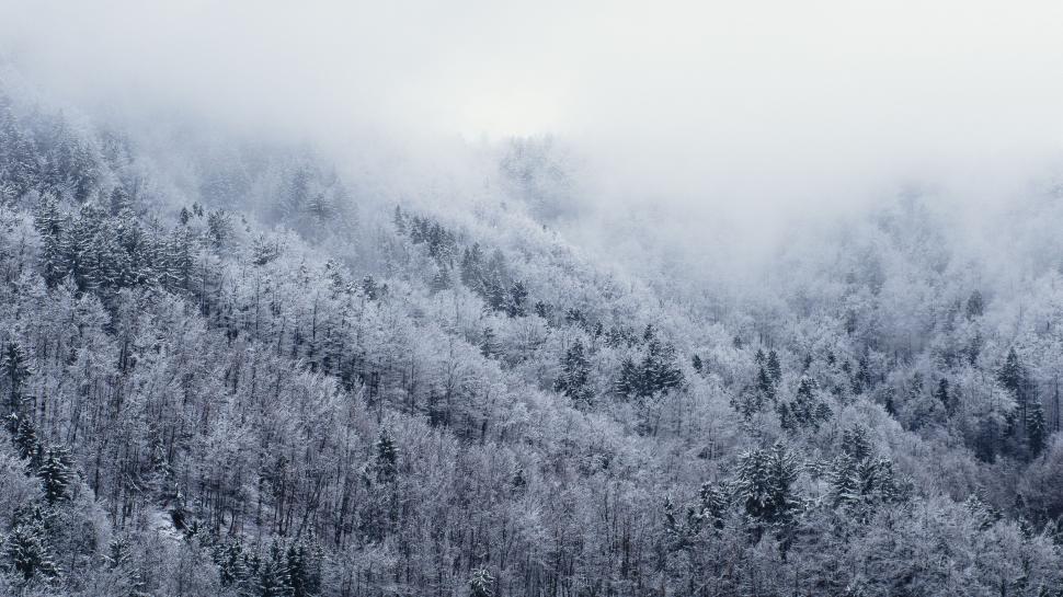 Free Image of Train Traveling Through Foggy Forest 
