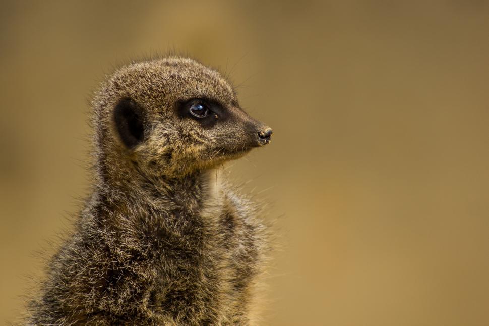 Free Image of Small Meerkat Standing on Hind Legs 