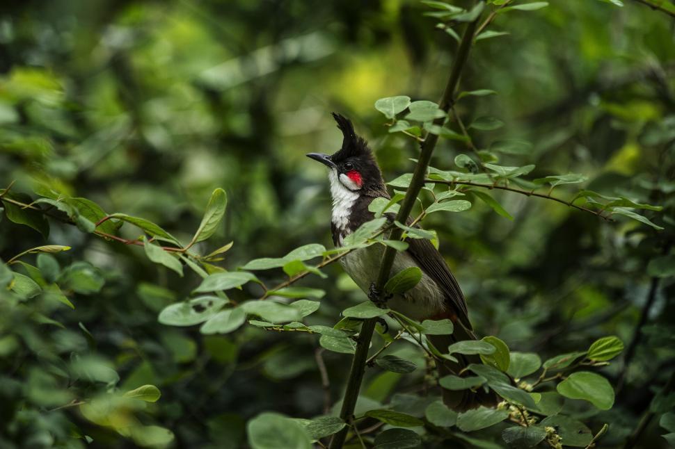 Free Image of Small Bird Perched on Tree Branch 