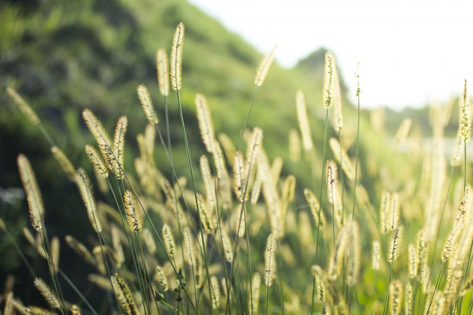 Free Image of Lush Grass Field With Trees in Background 