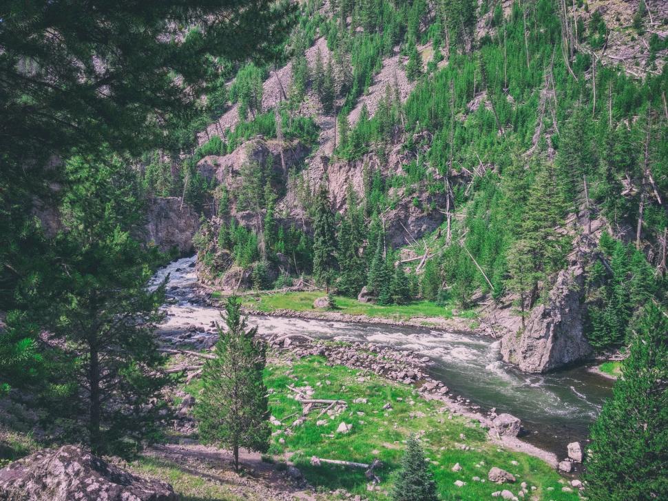Free Image of River Flowing Through Lush Green Forest 