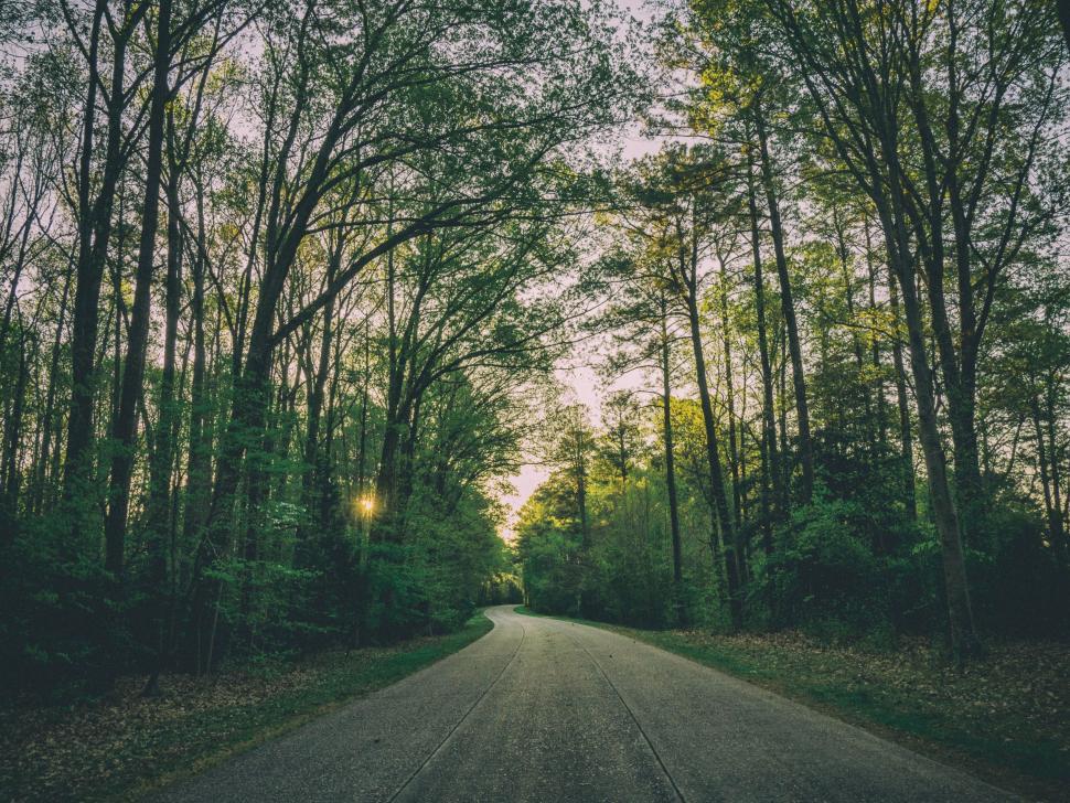 Free Image of Road Cutting Through Dense Forest 