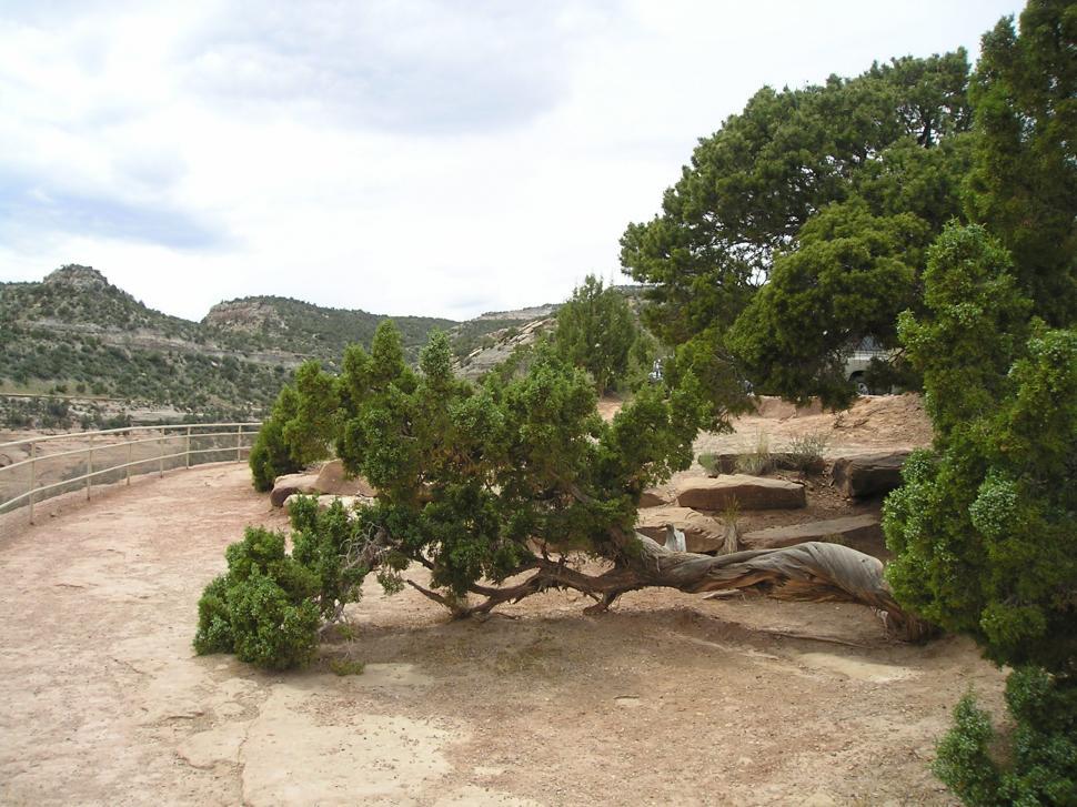 Free Image of Juniper 