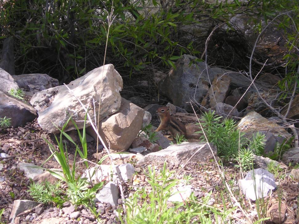 Free Image of Chipmunk 