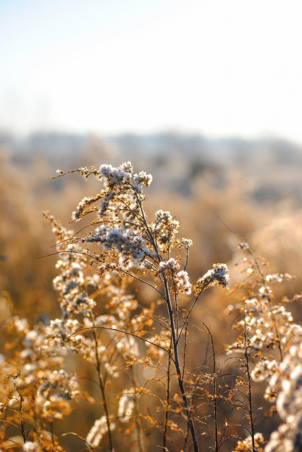 Free Image of Close Up of Grass Field With Sky Background 