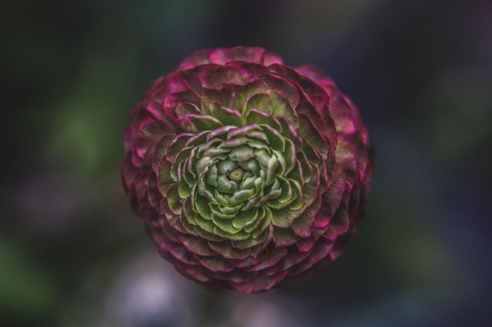 Free Image of Close Up of a Flower With Blurry Background 