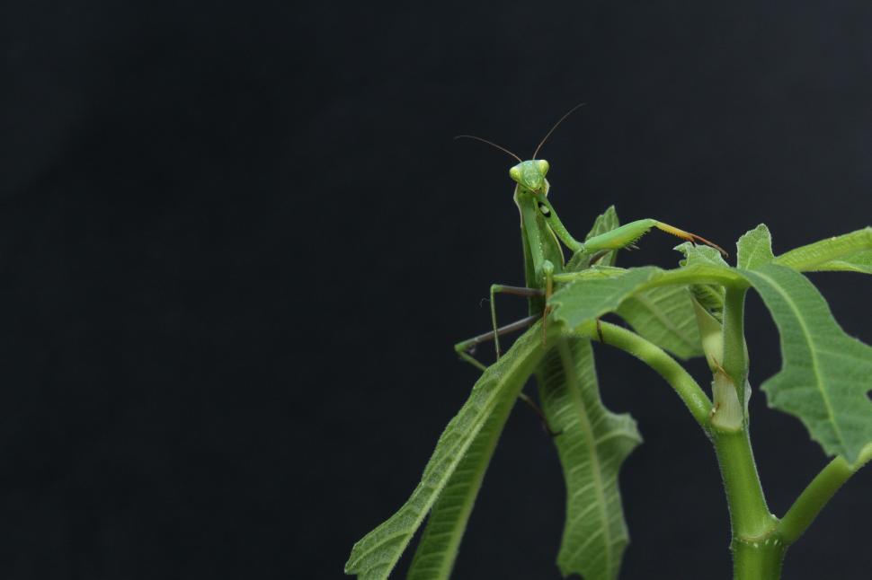 Free Image of Plant With Bug Close Up 