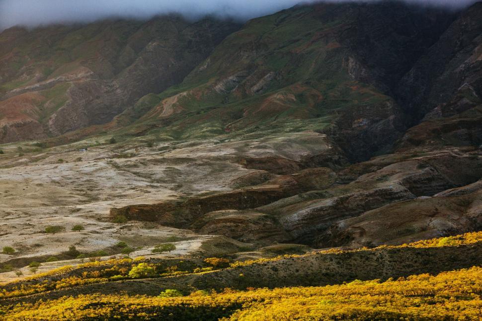 Free Image of Field of Yellow Flowers With Mountains in the Background 