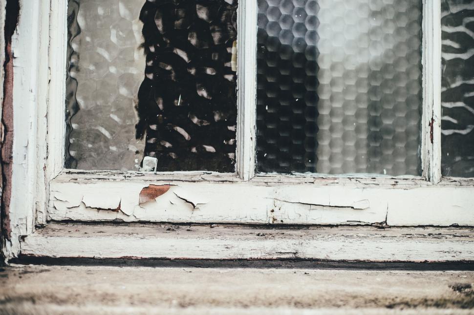 Free Image of A Cat Looking Out a Window 