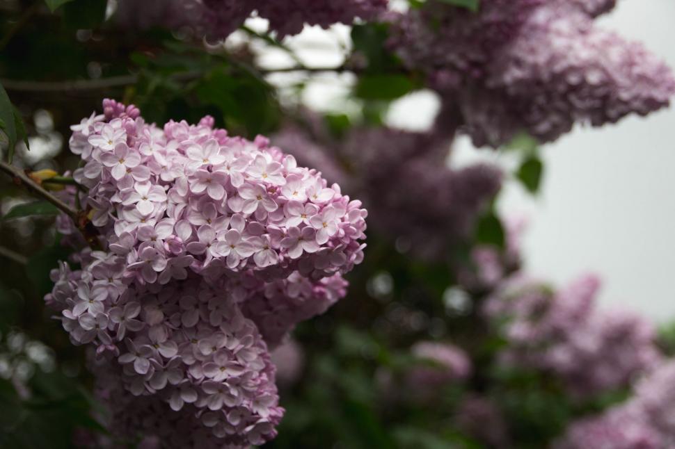 Free Image of Cluster of Purple Flowers Adorning Tree Branches 