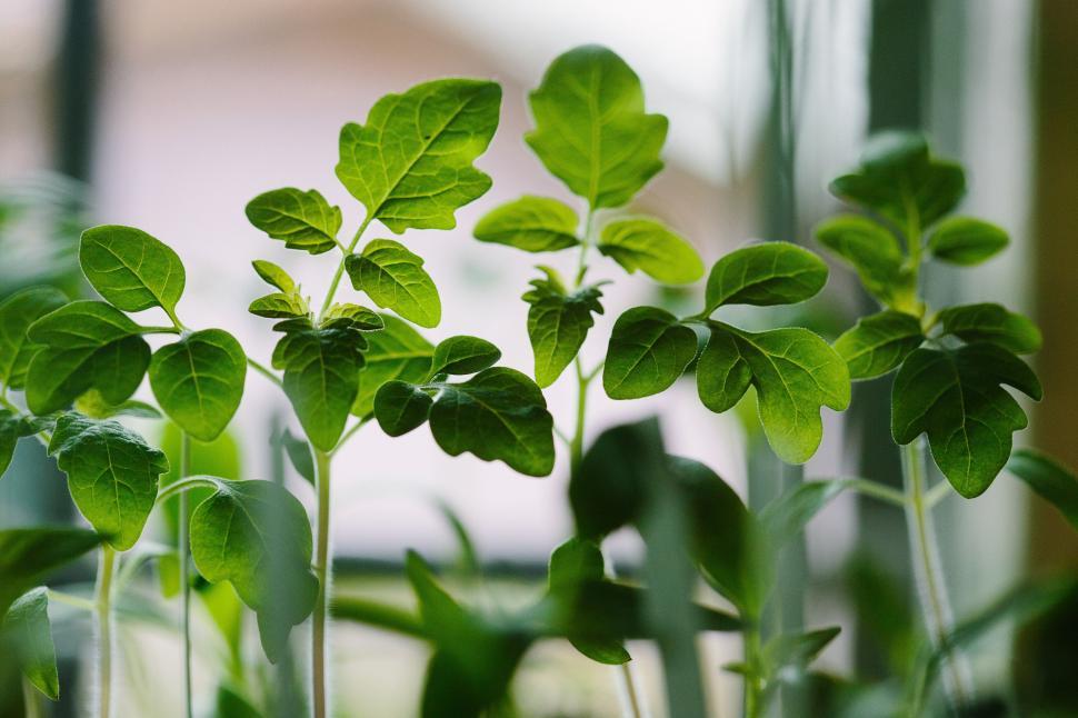 Free Image of Group of Green Plants Close Up 