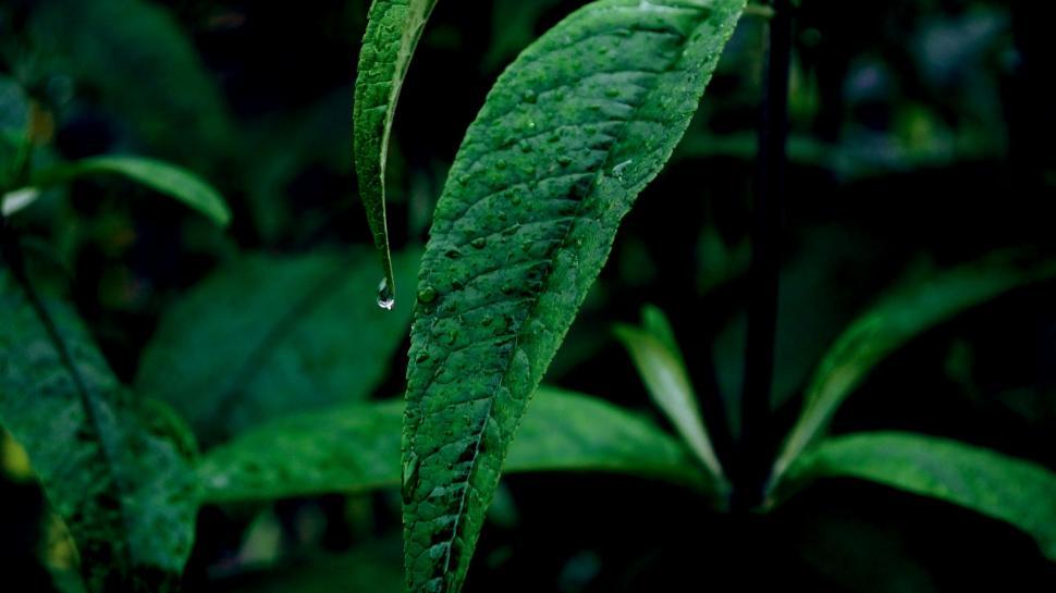 Free Image of Green Leaf With Water Droplets 