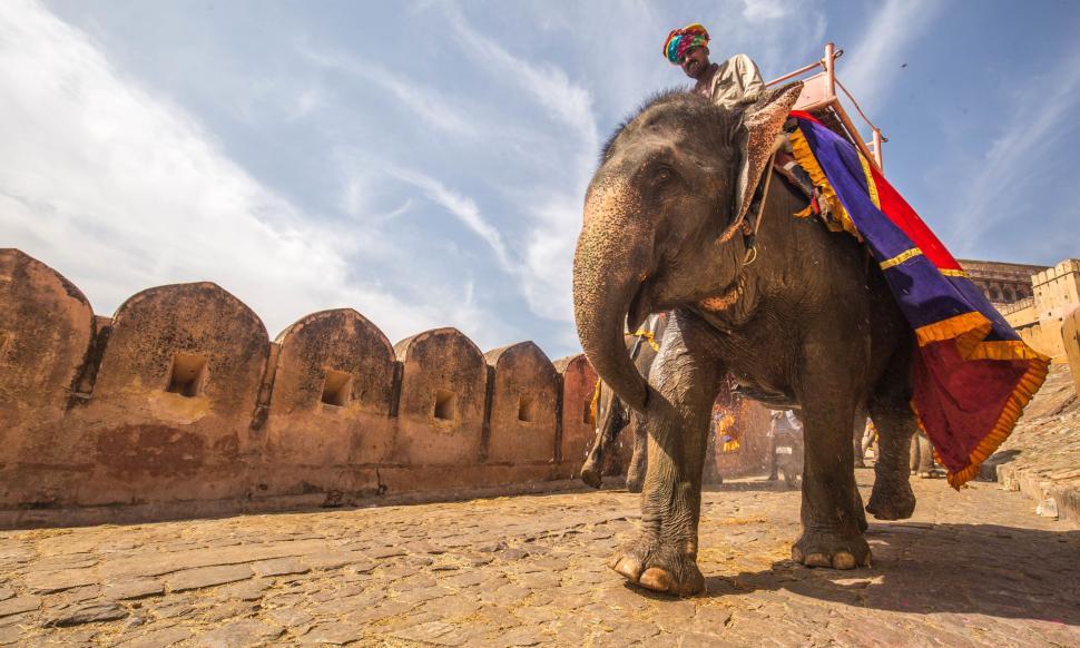 Free Image of Man Riding on the Back of an Elephant 